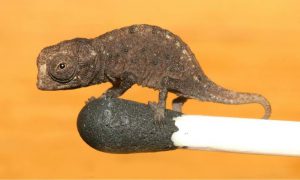 smallest chameleon in the world