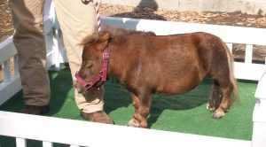 smallest horse in the world