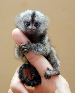 smalllest monkey in the world
