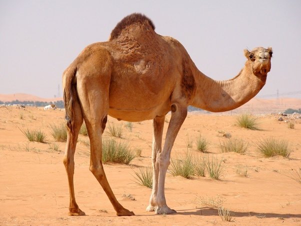 ऊ ट क क बड क य ह त ह Interesting Facts About Camel Humps In Hindi